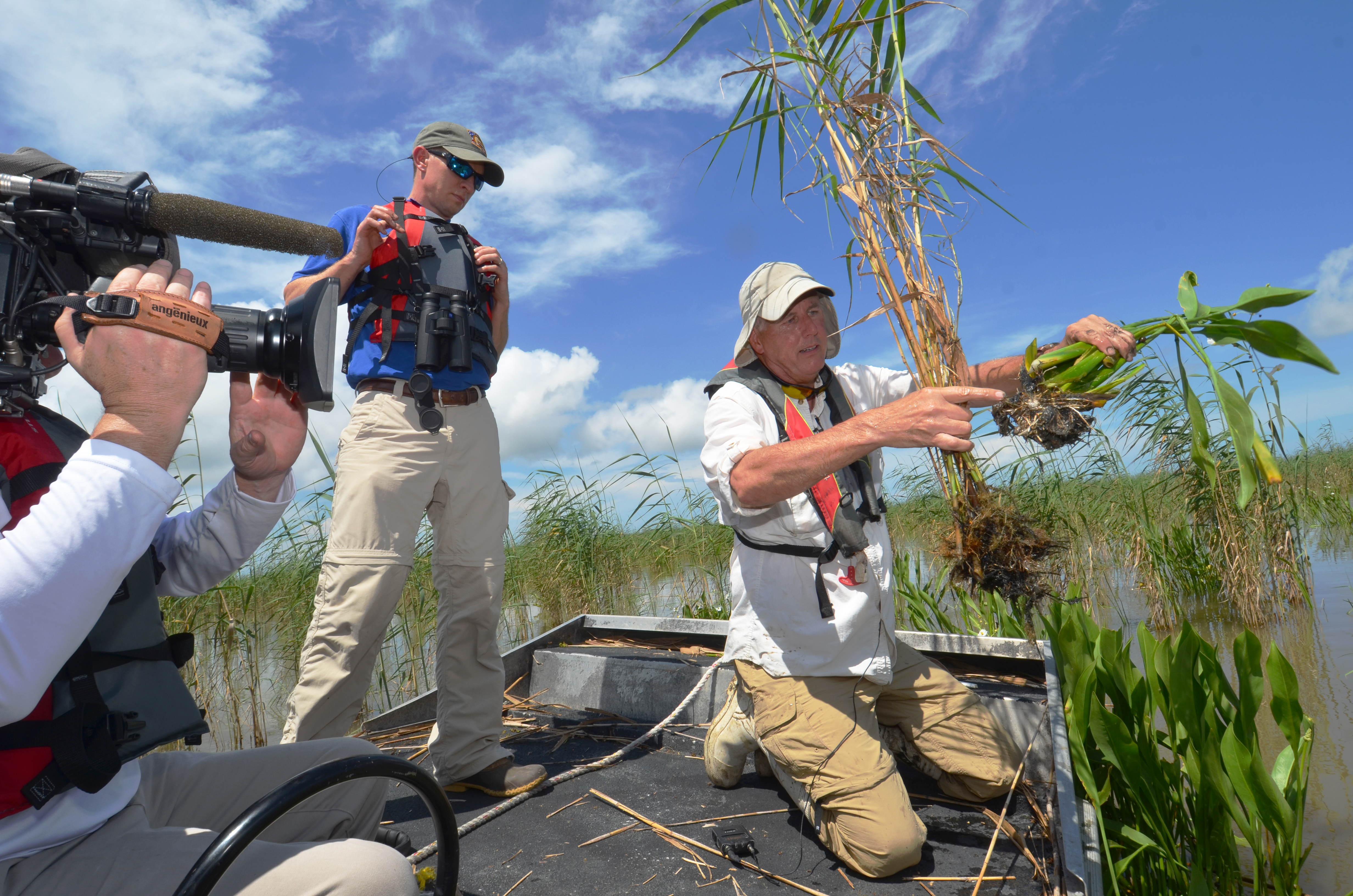 Endangered Roseau Cane Key to Mississippi River Delta Survival 